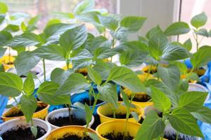 Growing strong bell pepper seedlings at home How to grow pepper seedlings at home